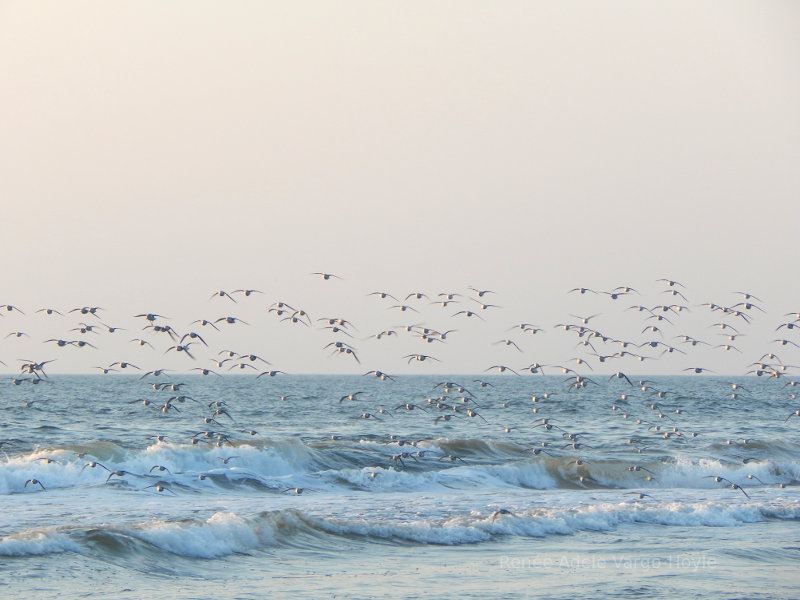 Flock of seagulls on the beach at Avalon, NJ, USA.