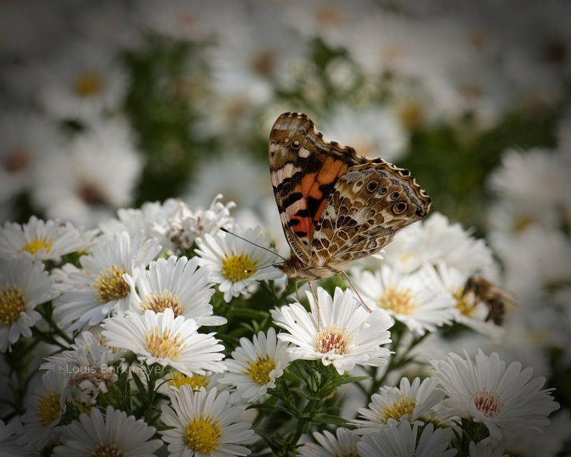 Beautiful butterfly on flowers in Kansas City, Kansas