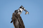 Beautiful Pied Kingfisher in Botswana