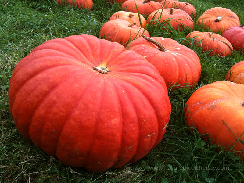 Pumpkins