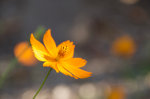 Pretty yellow flower in Brazil