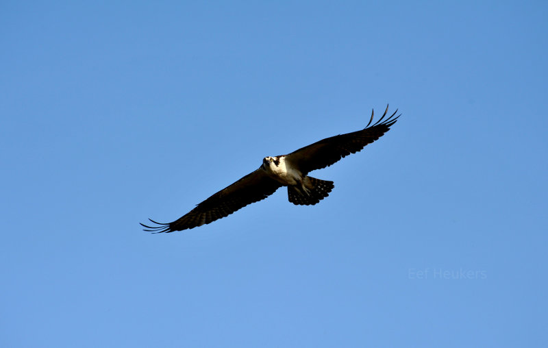 Osprey near Sauble Beach, Ontario