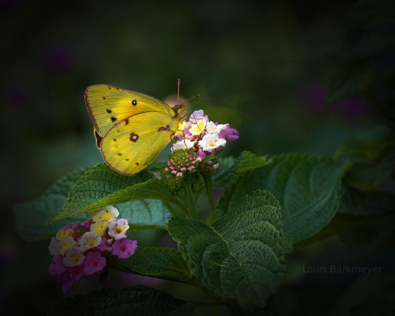 Beautiful butterfly in Kansas City, KS