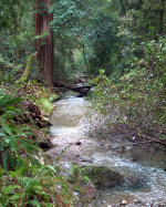 Redwoods in Muir Woods National monument