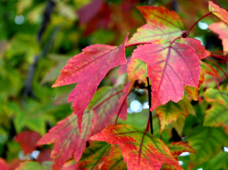 Pretty fall foliage