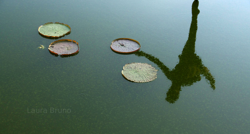 Lily Pads in Brazil