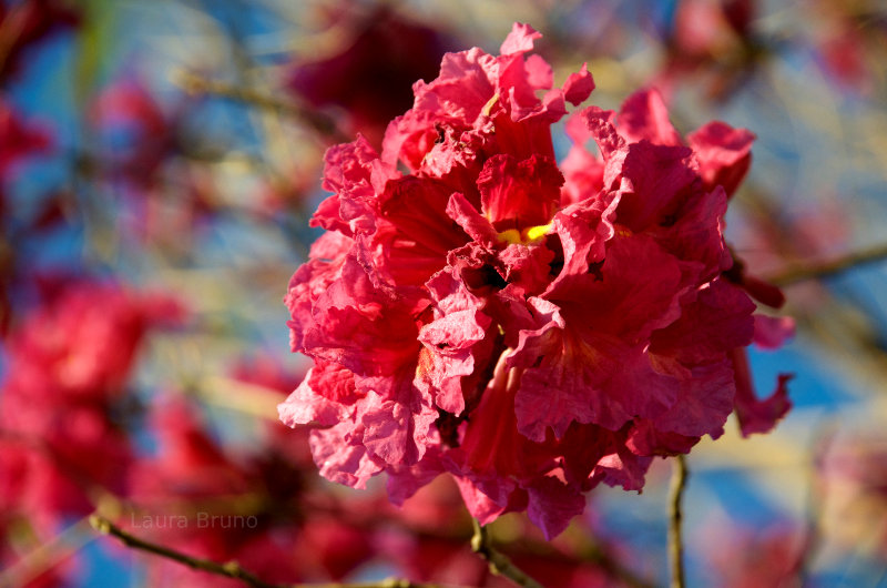 Beautiful pink flower in Brazil