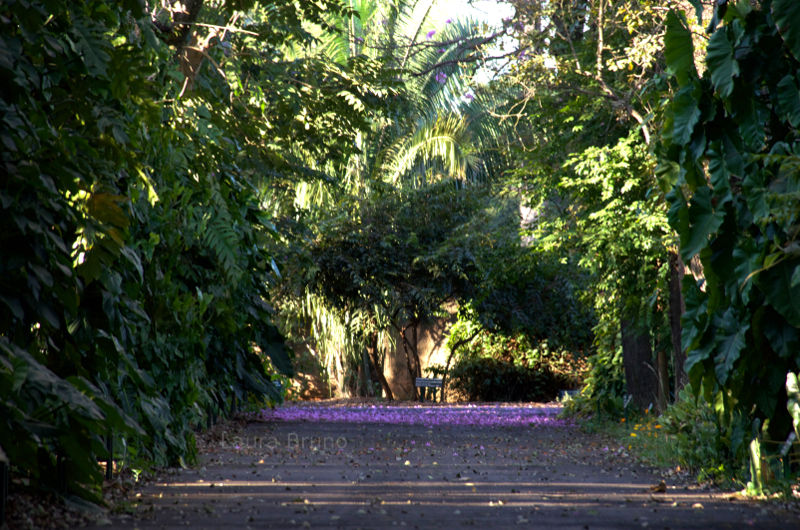 Purple flowers on a trail in Brazil