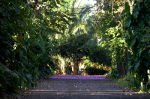 Purple flowers on a trail in Brazil