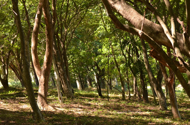 Wooded forest in Brazil