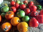 Colorful tomatoes