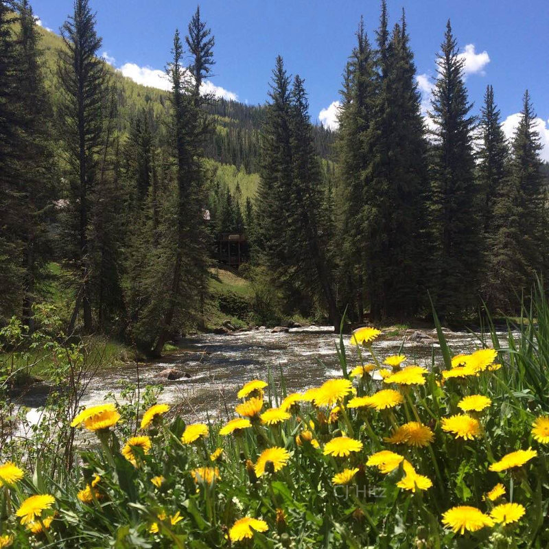 Dandelions in the mountains