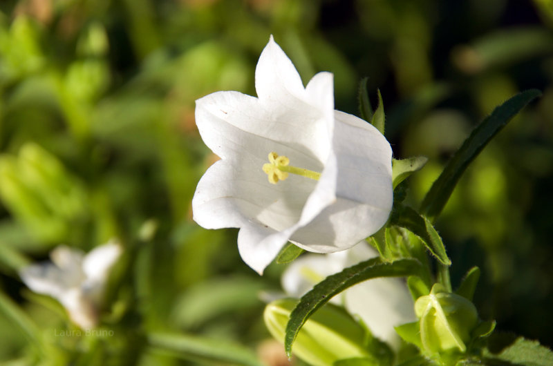 Flowers in Brazil