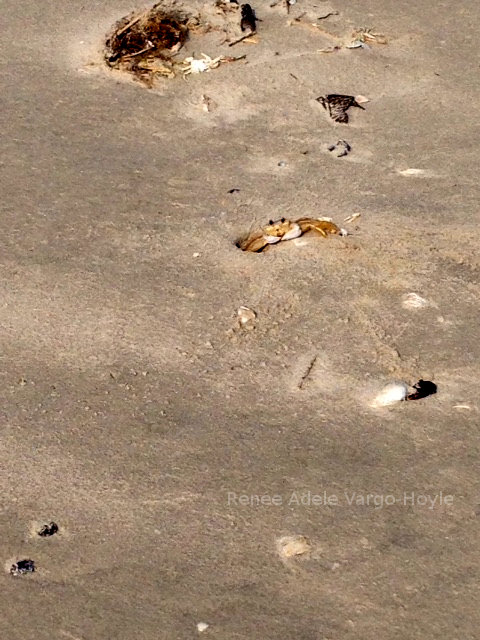 Crab in Avalon, NJ