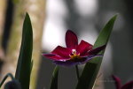 Flowers in Brazil