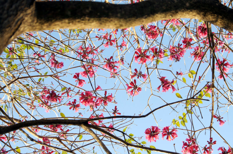 Beautiful blossoms on a tree in Brazil