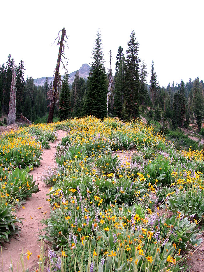 Wildflowers in Lassen Volcanic National Park