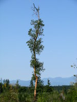 Trees and Olympic Mountains in Washington State