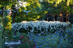 Beautiful Garden in Hamilton, Ontario, Canada