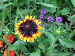 Pretty flowers at the Butchart Gardens in British Columbia, Canada.