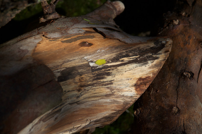 Pretty bark in Brazil