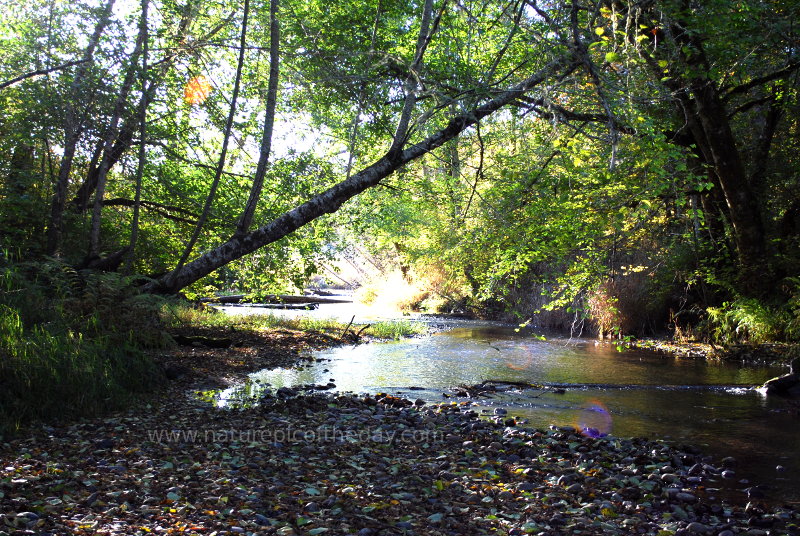 Creek on the Olympic Peninsula