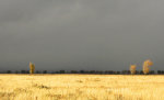 A Field in Jackson, WY