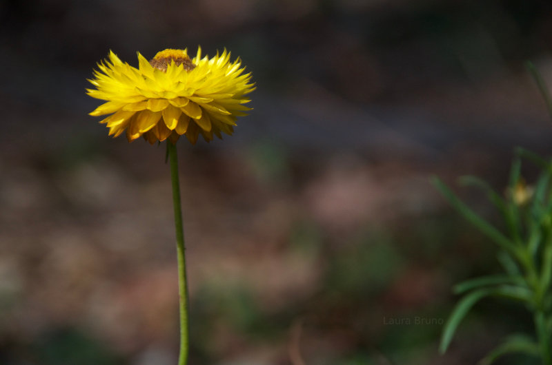 Yellow flowers blossom in Brazil