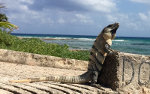 Handsome reptile in Paamul, Mexico