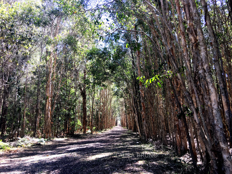 Beautiful avenue in Brazil