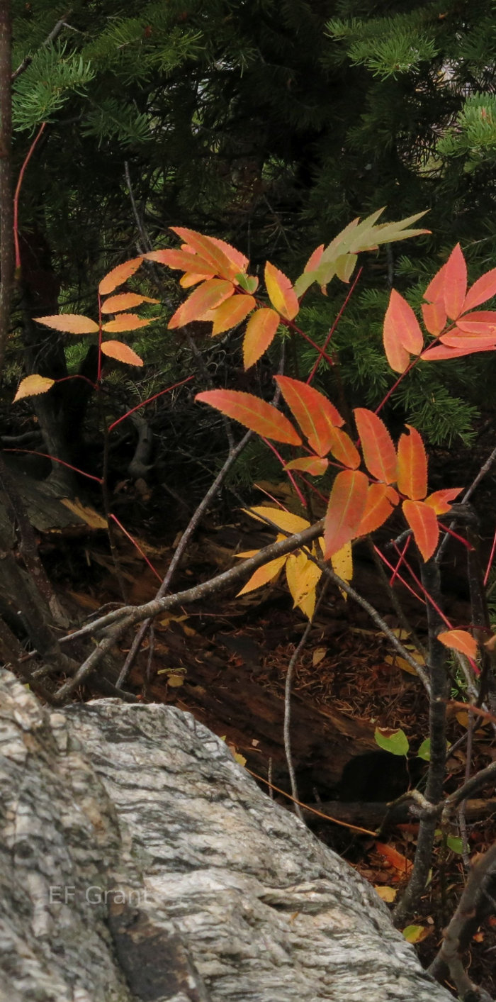 Fall leaves in Wyoming