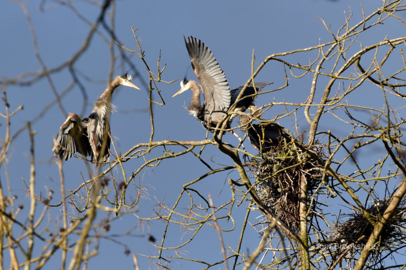 Blue Herons in Washington