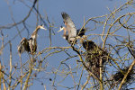 Blue Herons in Washington