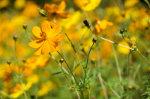 Beautiful, yellow, flowers in Brazil