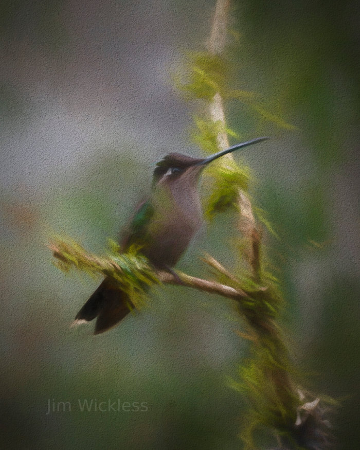 Hummingbird in Costa Rica