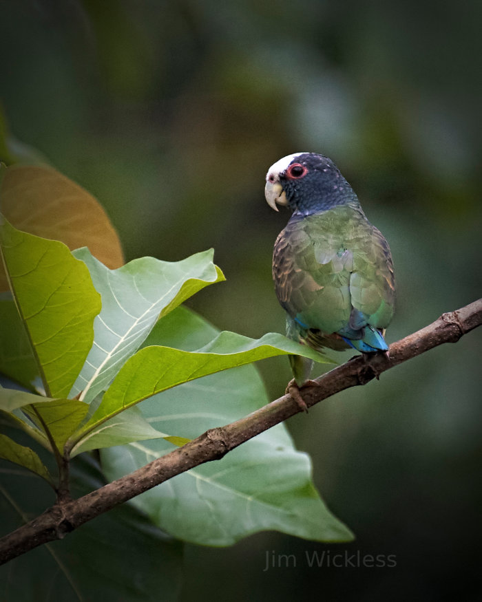 Parrot Perched in Costa Rica