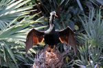 Anhinga in Green Cay Nature Center, Delray FL