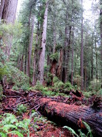 California Redwood trees