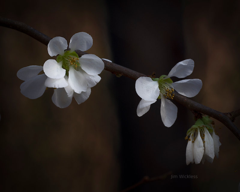 Blossoms in Nebraska!