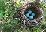 Chipping sparrow nest in spruce sampling, Cotton Lake, Minnesota.