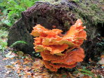 Orange fungus on a downed tree in the redwoods of California