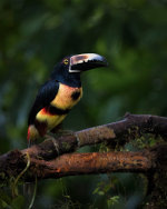 Toucan in Costa Rica