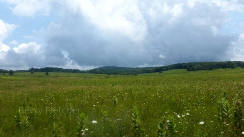 Beautiful meadow in Shenandoah National Park