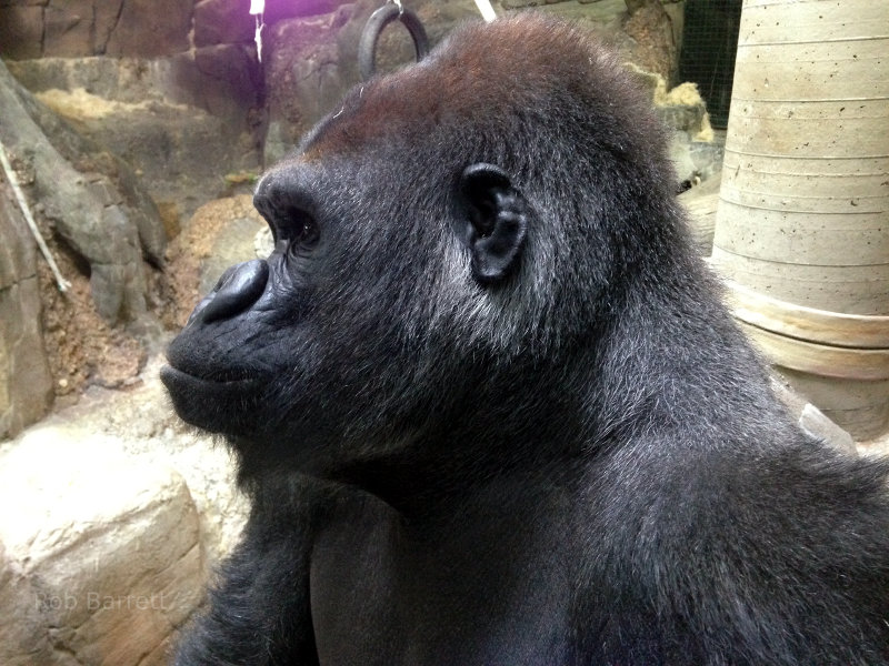 An ape in a zoo