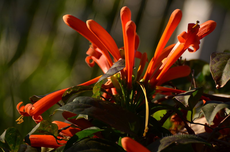 Brazilian Flowers