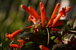 Brazilian Flowers