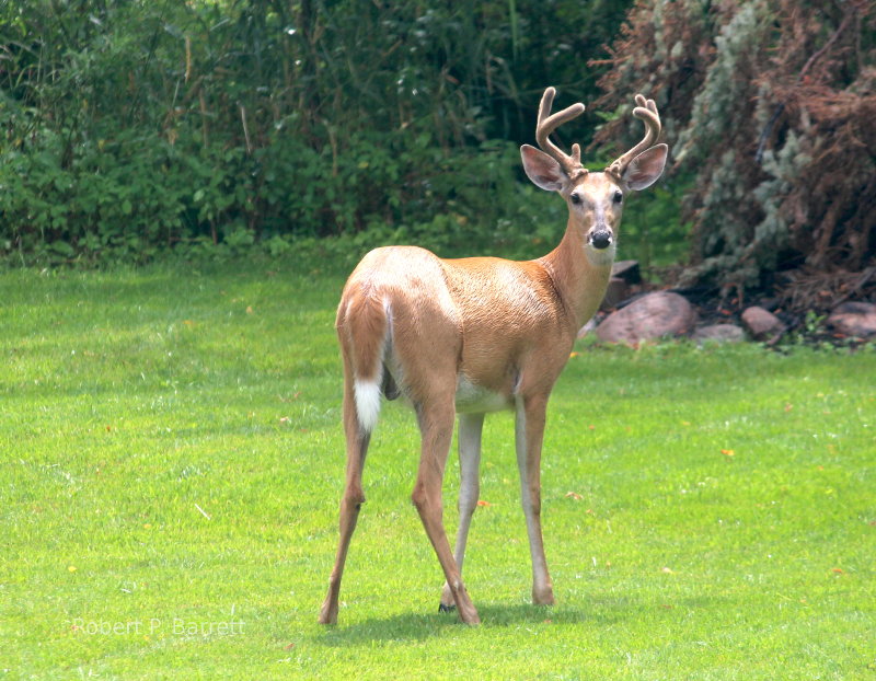 Whitetail buck in Minnesota