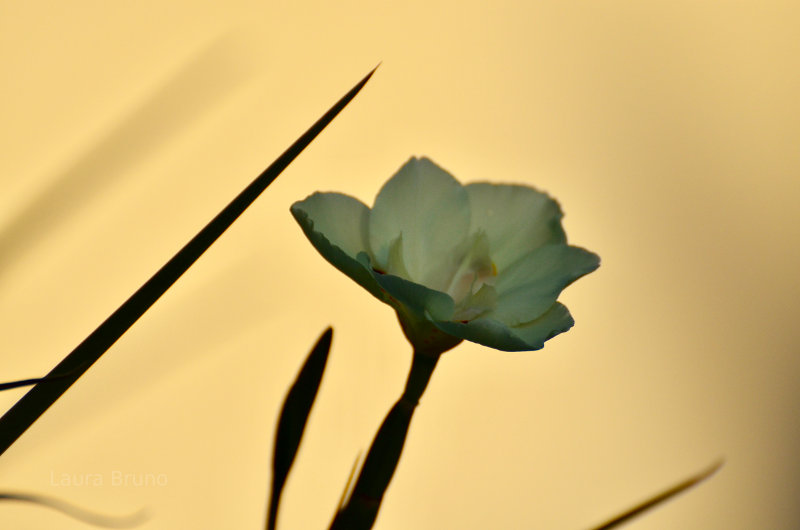 Beautiful Brazilian Flower