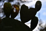 Heart shaped cactus