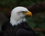 Bald Eagle in Sitka, Alaska